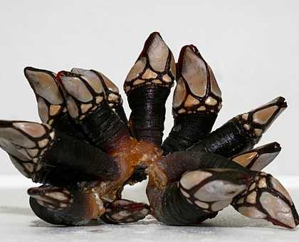 Barnacles (Percebes), a typical seafood plate.