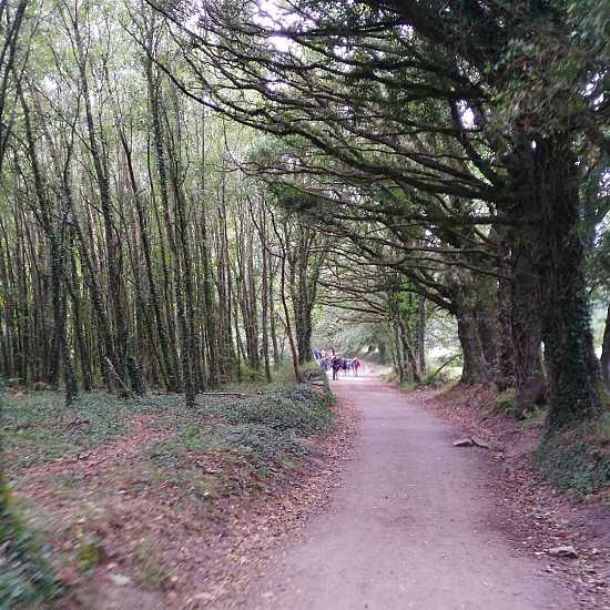 Day 12. Palas de Rei - Arzúa (28,5 Km)