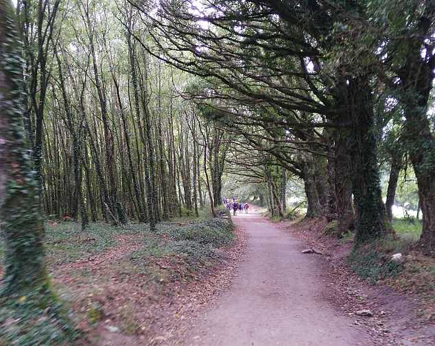 Day 12. Palas de Rei - Arzúa (28,5 Km)